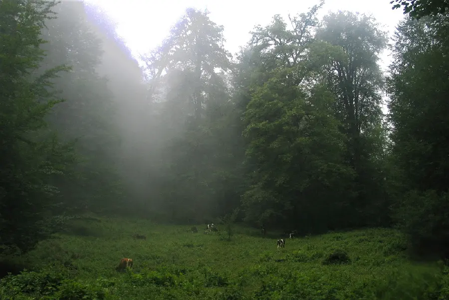Stock image of lush forests with tall and sturdy trees 