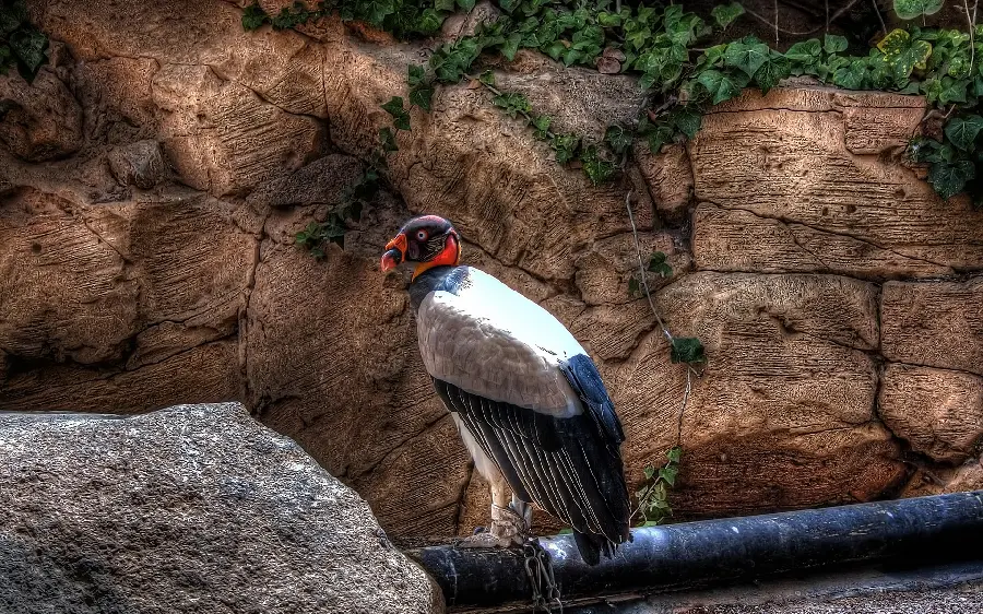 Beautiful and rare bird wallpaper in nature for Windows 