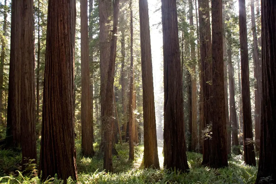 Spectacular wallpaper of tall sequoia trees or mammoth trees
