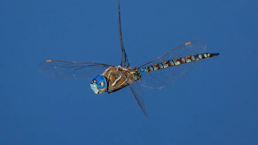 Wallpaper of flying dragonfly for laptop background 1403
