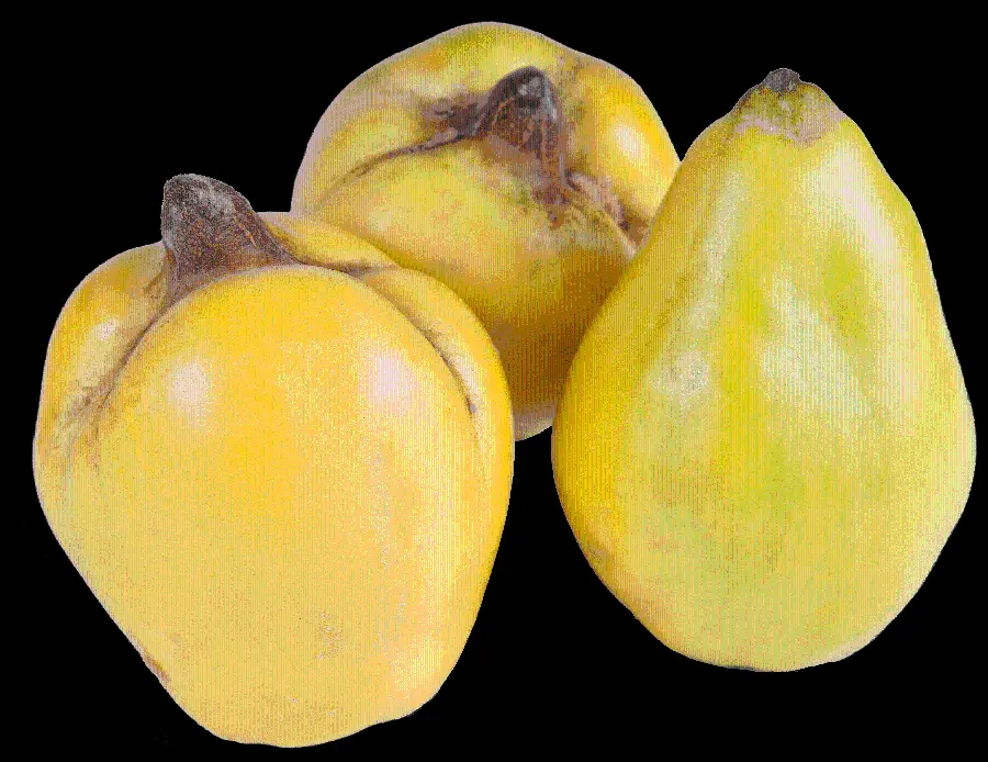 Free download of fruit images in PNG format