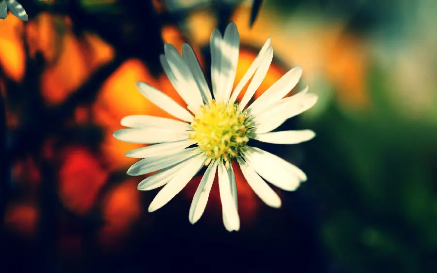 A star plant background with a special and attractive effect
