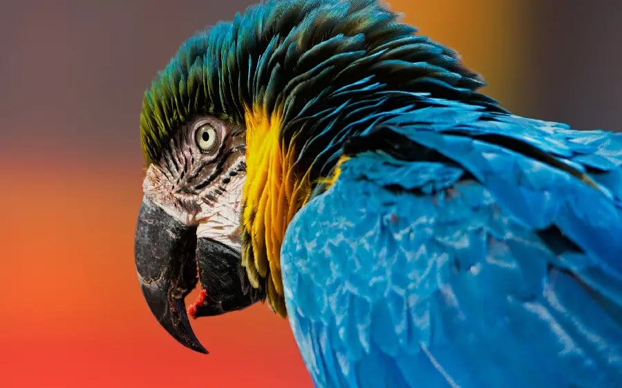Very cute and beautiful background of a large macaw parrot with HD resolution