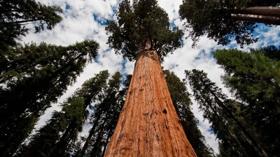 Stock photo of a tall and giant sequoia tree