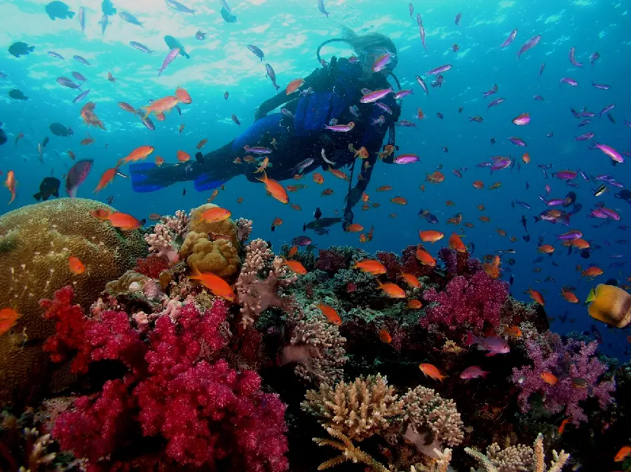Diving wallpaper in the open waters of Kish for tourists and travelers