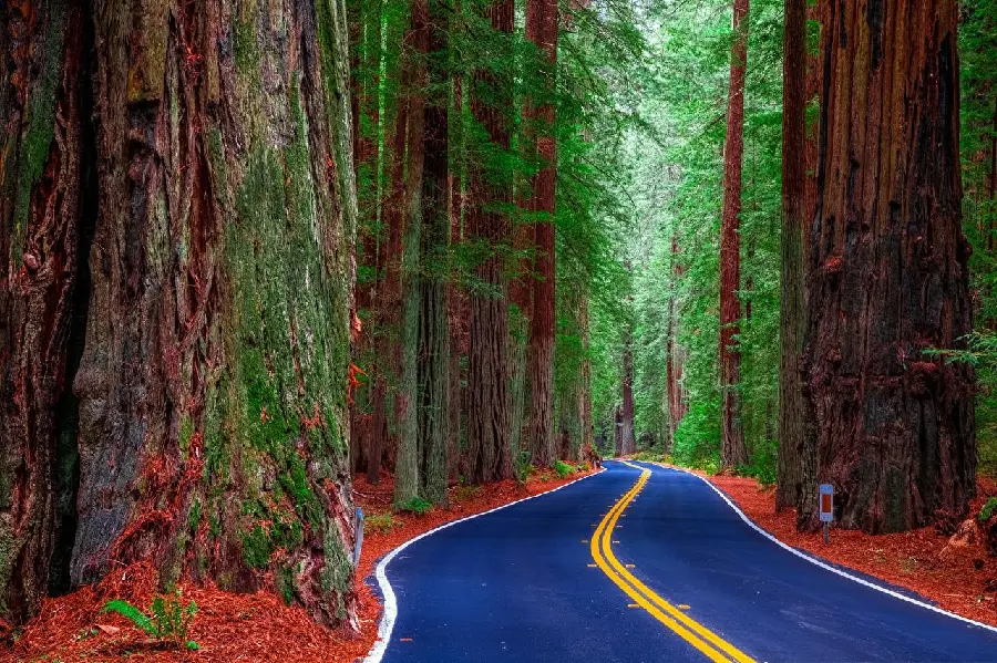 Very beautiful photo From a road enclosed by tall sequoia trees