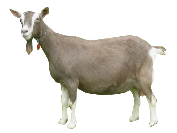Real Gray Rare Chubby Goat PNG Image 