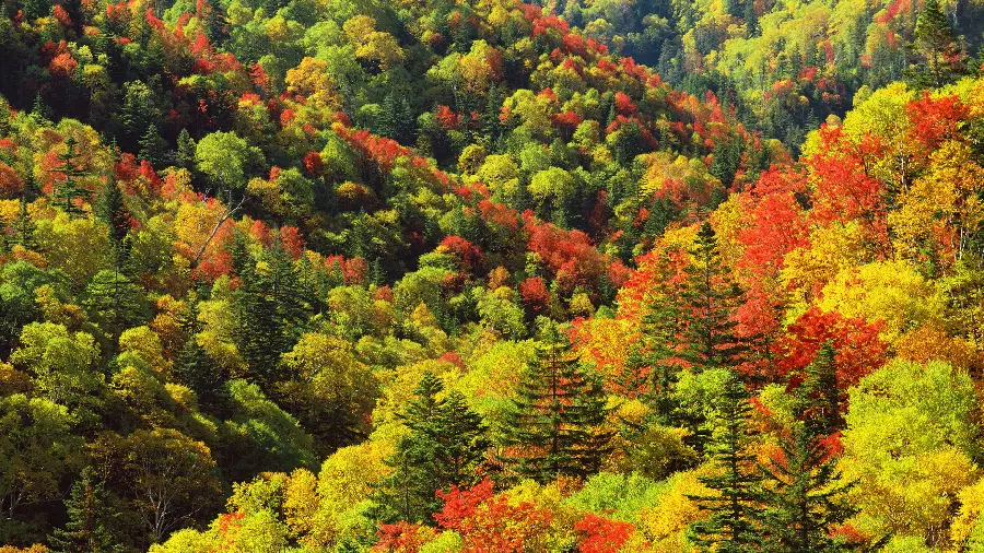 Download an aerial photo of a forest with colorful autumn trees 