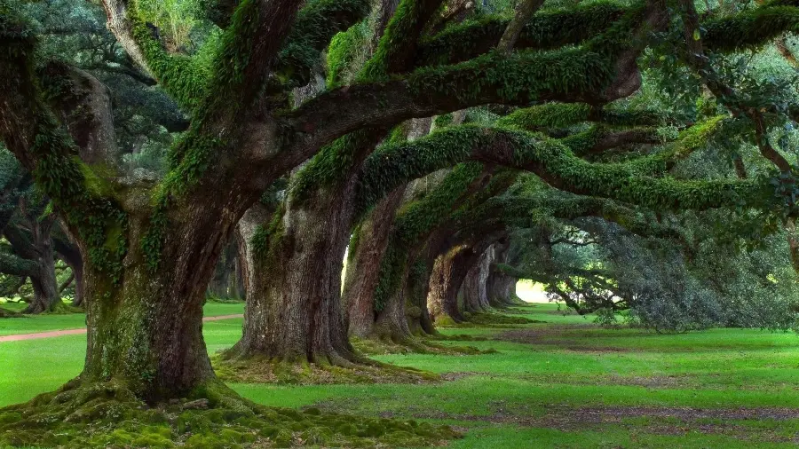 Download stock photo of lush forest nature with old and strange trees 