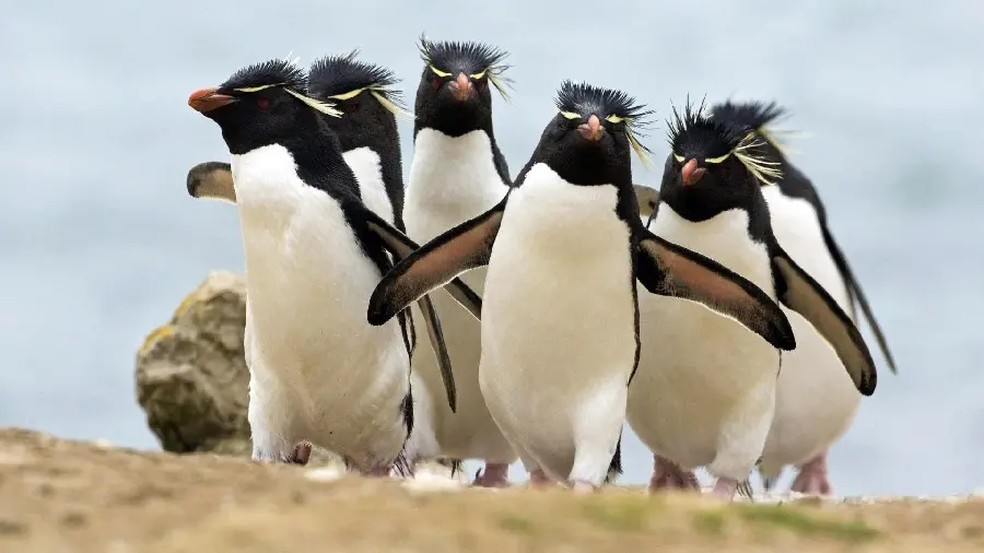 HD wallpaper of cute macaroni penguins for desktop background