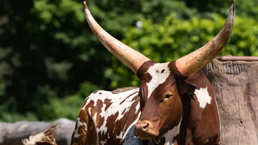 Special and interesting stock of a type of long-horned cow in the year 1403