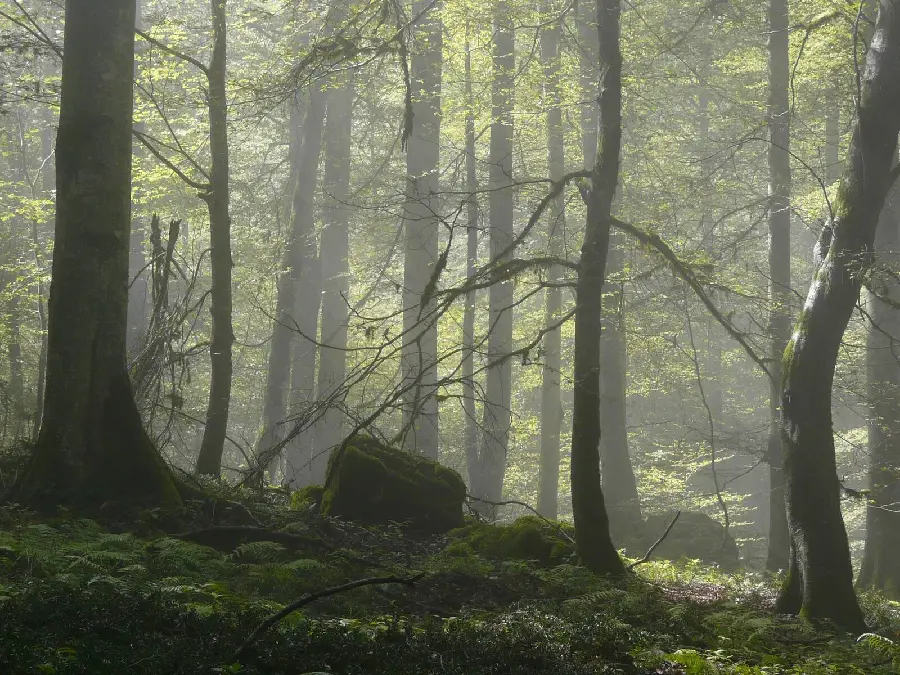 The best areas of northern Iran for travel and jungle trekking