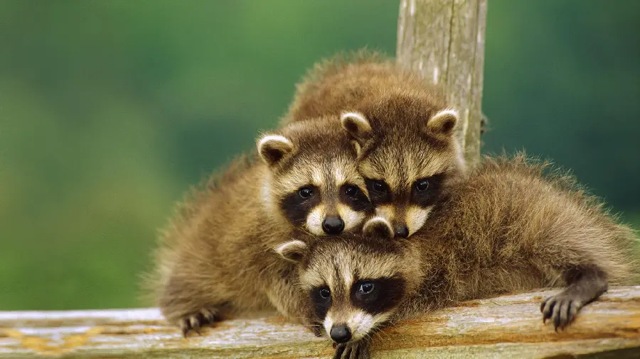 Wallpaper of cute raccoons suitable for desktop 2023