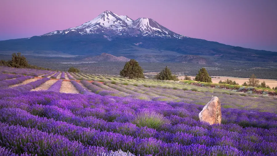 New background 2023 of a landscape with a pink sky and lavender vegetation