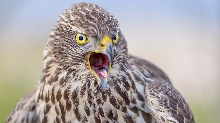 Special and interesting wallpaper of a white falcon bird of prey in the year 1403