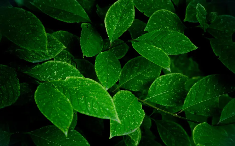 Green petal design computer and laptop background with black background