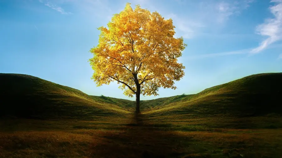 HD wallpaper and background with a single autumn tree outside the city and depressing