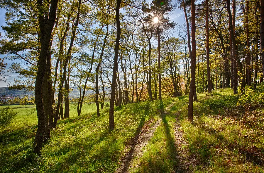 Download free and high-quality photos of tall and narrow trees 