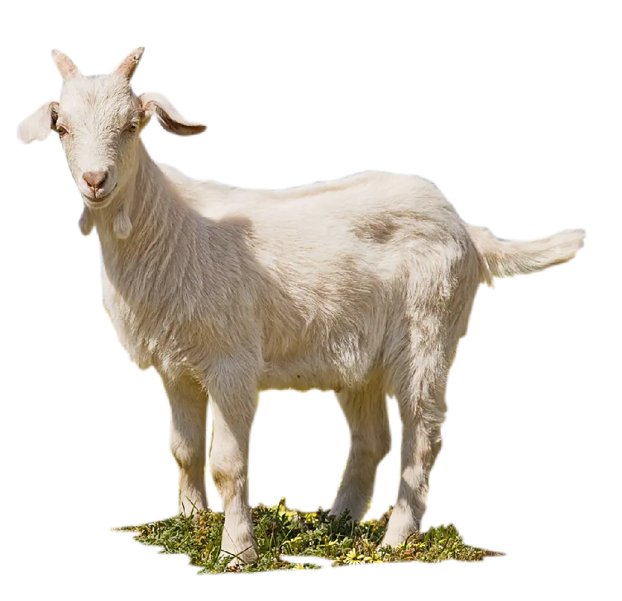 Real Goat PNG Image White and Clean for Printing 