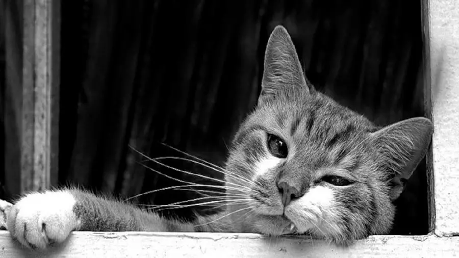 High quality black and white cat wallpaper for free