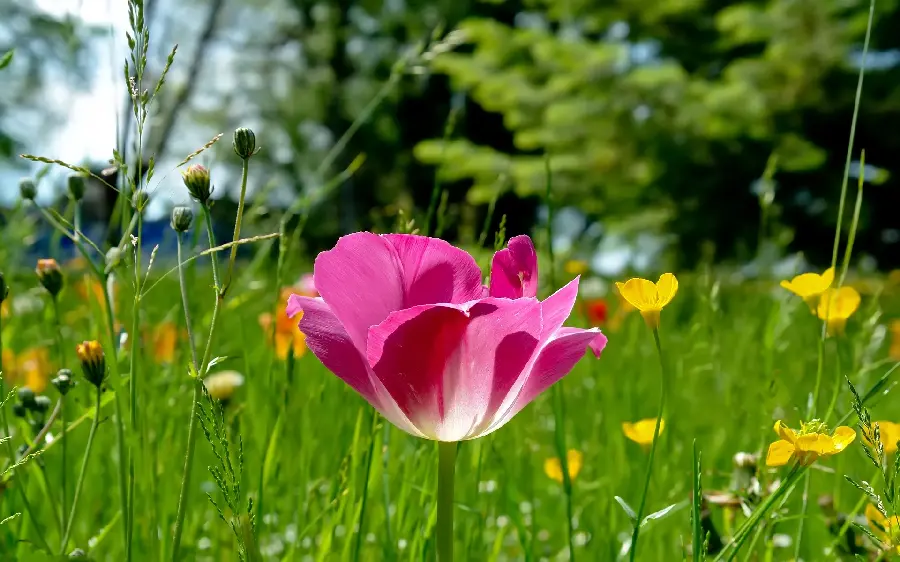 New wallpaper with a flower design for printing on a postcard