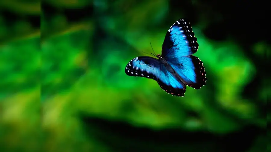 Download new and beautiful laptop background with blue butterfly design 