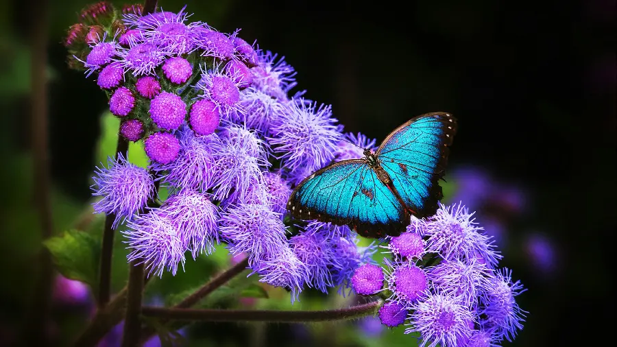 Download wallpaper photo of a blue butterfly sitting on pink flowers in HD quality 