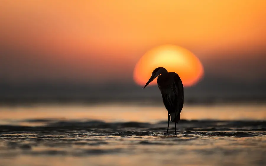 Beautiful wallpaper of a heron bird at sunset