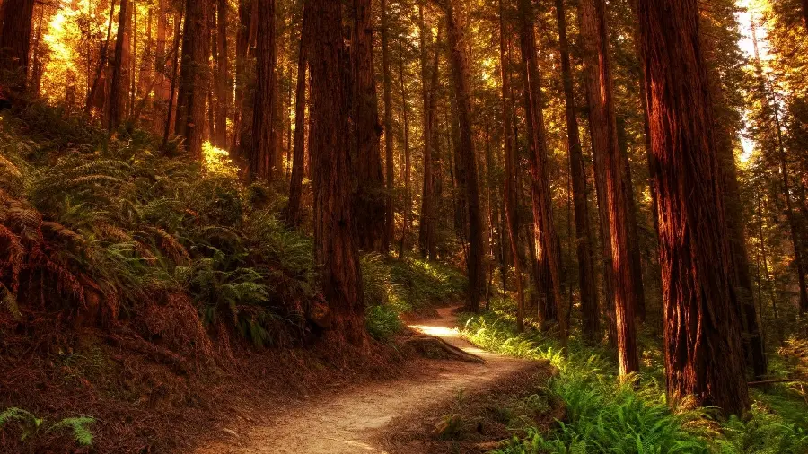 Dreamy wallpaper of a forest view and tall sequoia tree