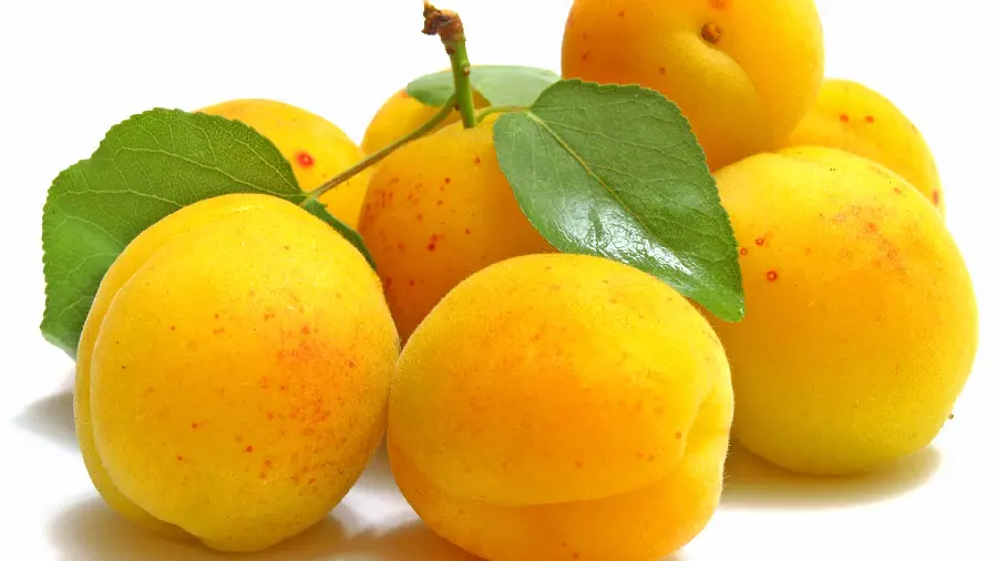 Download the apricot stock photo with a white background and the highest quality 