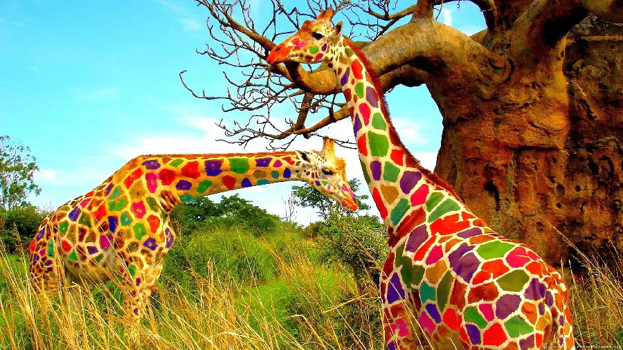 Free download of cute giraffe HD design background suitable for all types of computers and laptops
