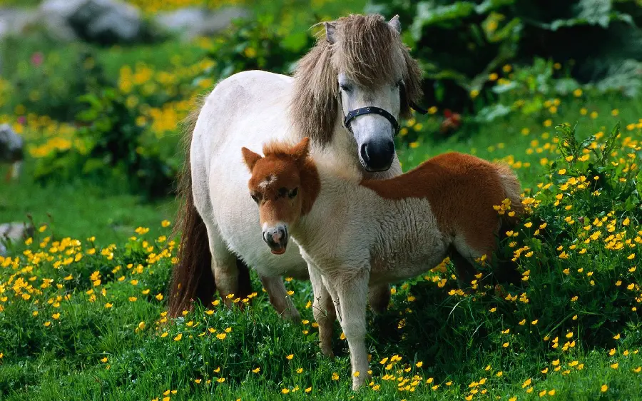 Very beautiful photo of a mother horse and her new child, high quality background 
