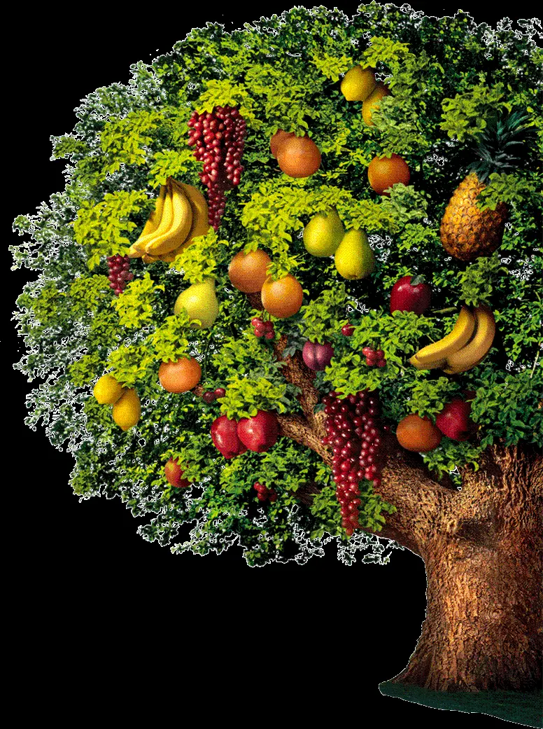 PNG image of a fruit tree cut out without a background