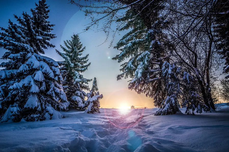 Background image of a winter landscape and snow-covered trees