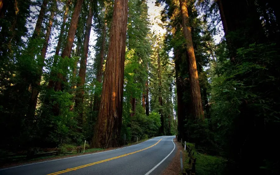 Image of a narrow road between tall sequoia trees for printing