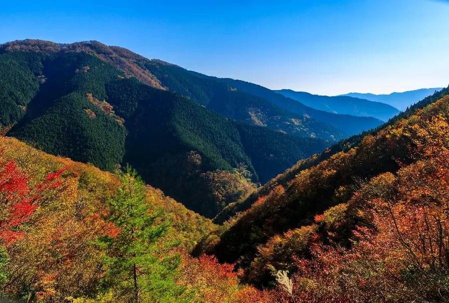 Nature profile photo with vast and vast forest cover