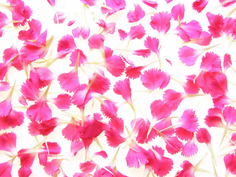 Wallpaper suitable for Valentine's Day for attractive and cute lovers