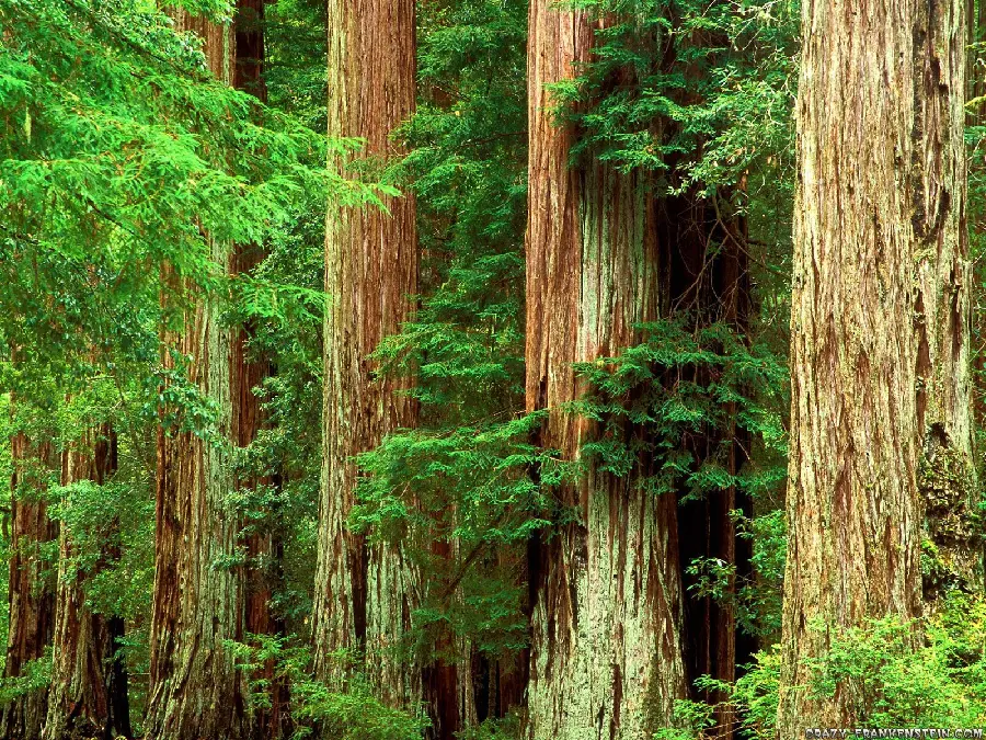 Collection of cool and beautiful photos of a tall sequoia tree
