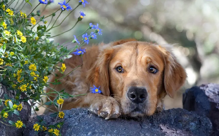 The cutest and most popular wallpaper for 1402, oppressed brown dog design 