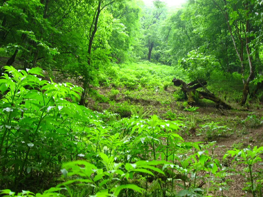 High quality profile photo of the nature of the north of the country 