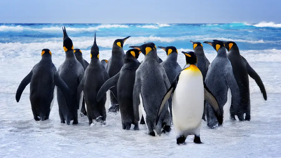 Background of Polar Penguins Together Suitable for HD Background