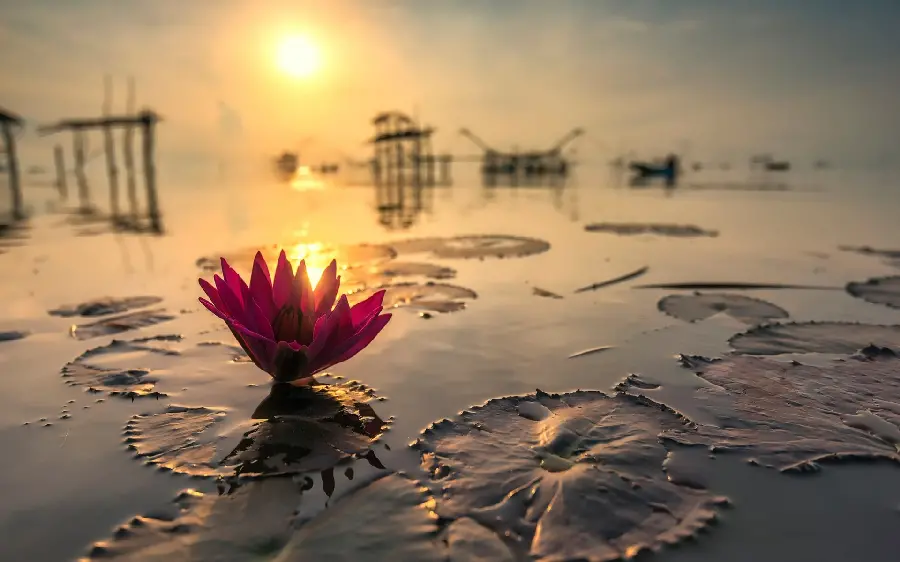 A blue marsh tulip wallpaper with a dreamy and interesting view in very good quality