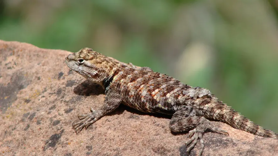 Unique wallpaper of a desert thorny lizard
