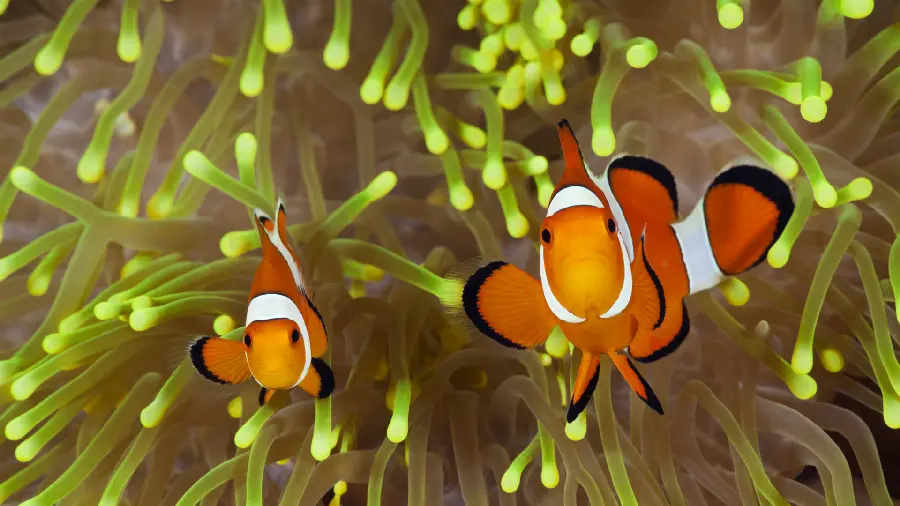 Clownfish image for desktop background 2023
