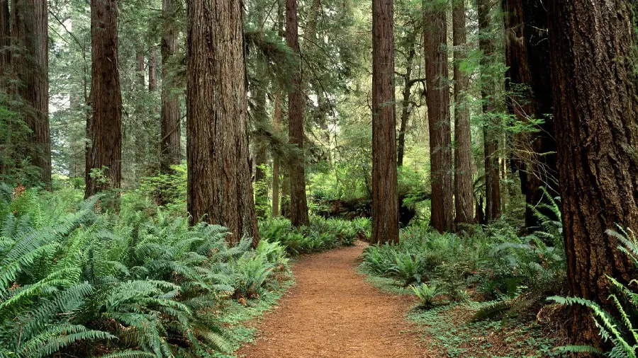 Image of a tall sequoia tree native to America with high resolution