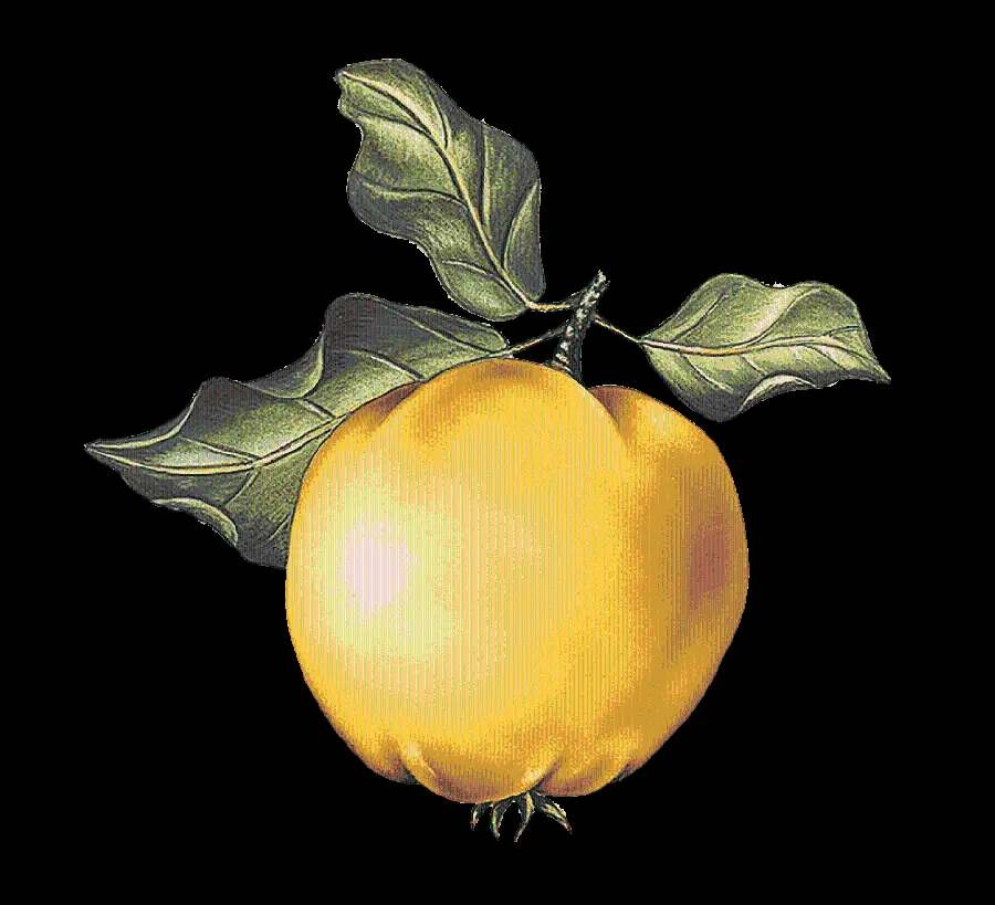 Download PNG and Cropped Fruit Photo in 