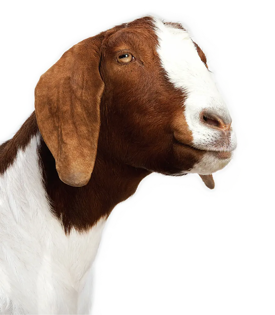 Real White Goat PNG Photo with Funny Brown Head Rare