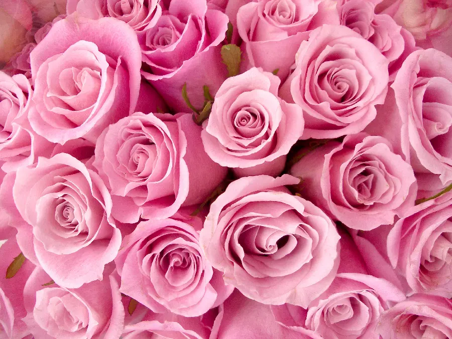 Download Valentine's Day Stock Photo Pink Roses 