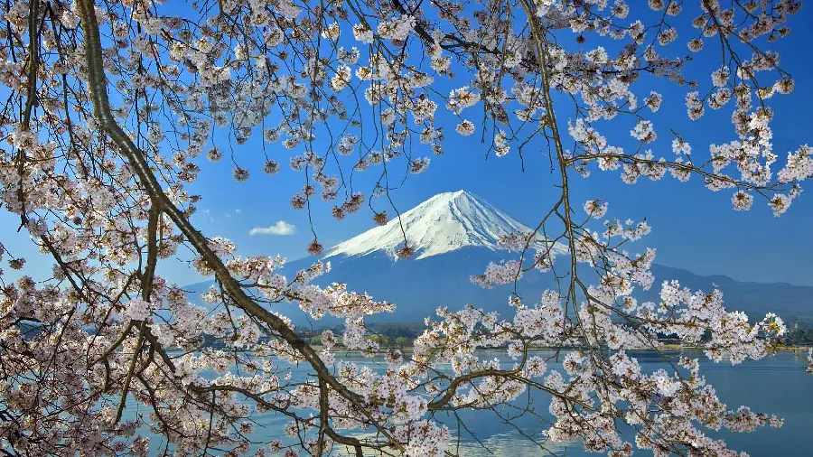 Poetic wallpaper of blossoms in the background of the high peak of the mountain 2023