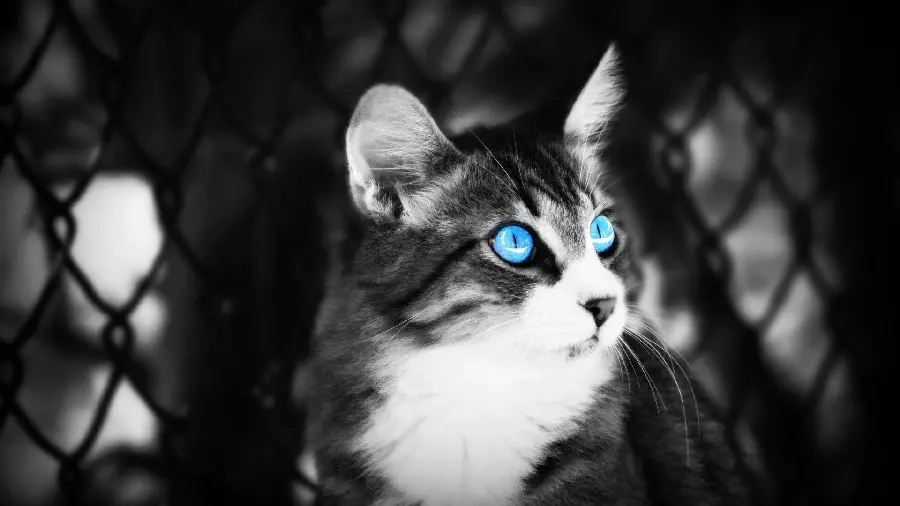 Black and white wallpaper of a beautiful cat with blue eyes